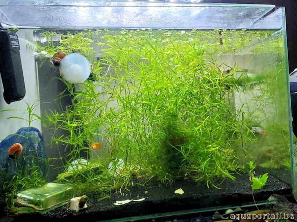 Plantation de plantes aquatiques et poissons